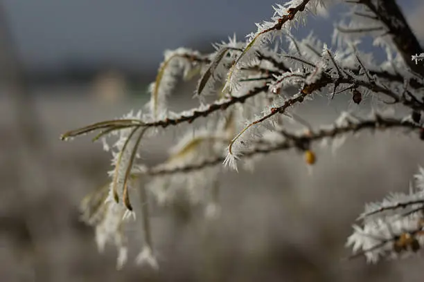 Hoarfrost on a tree branch with sea buckthorn fruit. Winter landscape with frost under the branches.