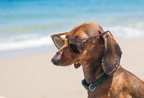 istock Dog in the beach with sunglasses 498421771