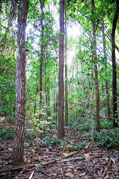 thai forest stock photo