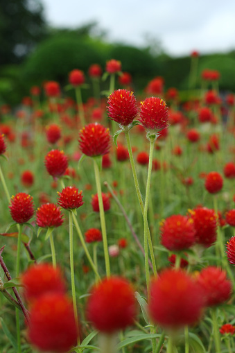 Globe amaranth, Gomphrena haageana 'Strawberry Fields'. Bright red are the bracts, flowers are tiny and yellow. Used a cut and dried flowers.