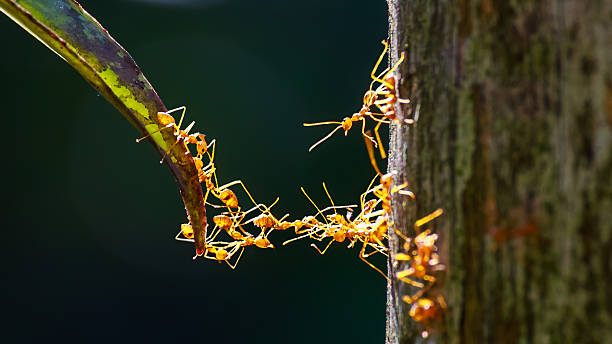 close up of ants unity making bridge with their bodies