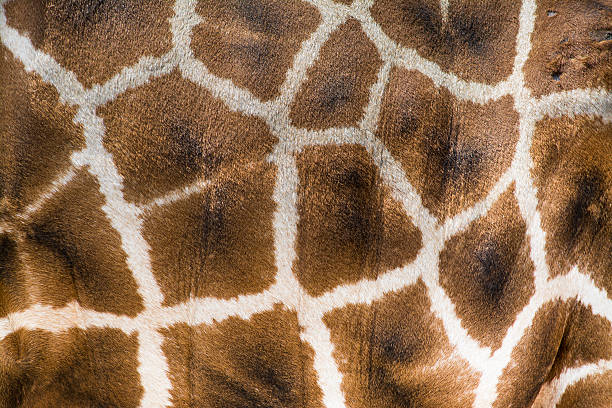istock Giraffe Skin Closeup 498422680
