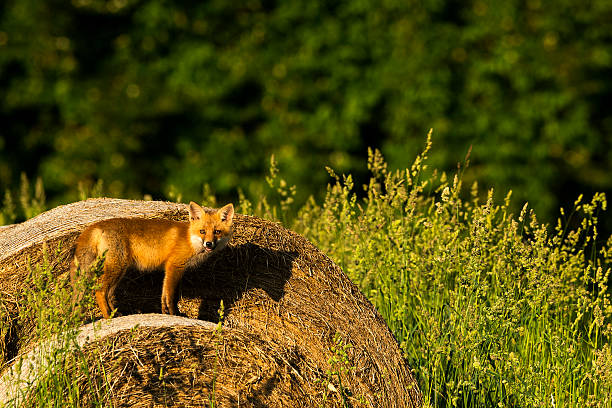 istock Red Fox on Round Hay Bales 498422925