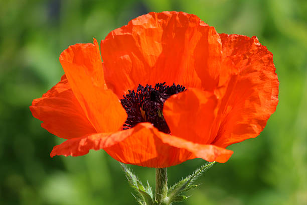 fleur de coquelicot rouge (rouge brillant pavot oriental/papaver orientale brilliant) - poppy oriental poppy macro corn poppy photos et images de collection