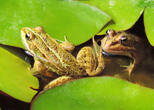 A green marsh frog (Pelophylax ridibundus) sits in the water among the vegetation at the edge of a lake.