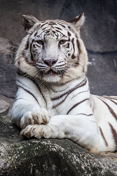 istock White bengal tiger, lying, relax, and watching on cliff 498424000