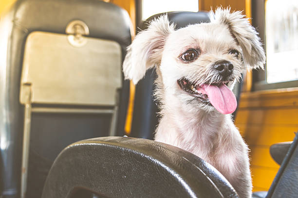 istock Dog on train vintage style 498424018