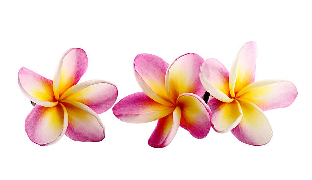 istock Frangipani flower isolated on white background 498424221