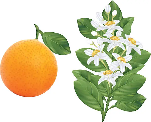 Vector illustration of Orange Blossoms Branch and Fruit