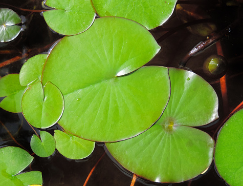 Photo of lily pads in pond with flowers in background
