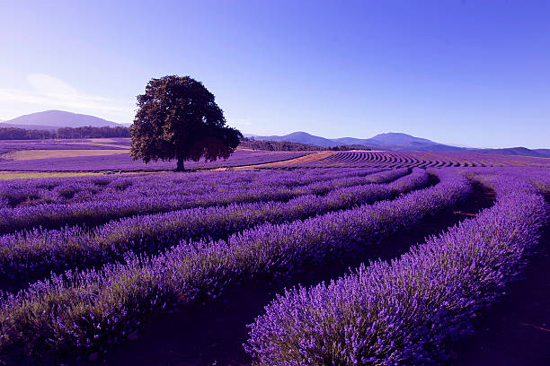 lavender farm at nabowla, tasmania, australia - tazmanya stok fotoğraflar ve resimler