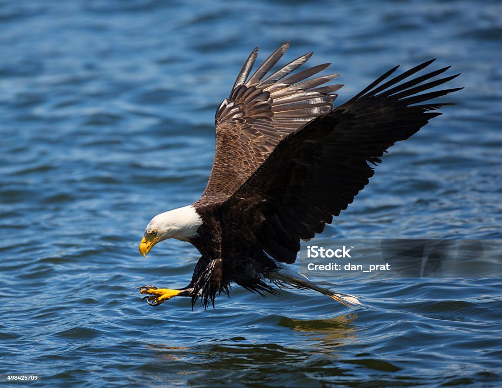 Águila de cabeza blanca - Foto de stock de Actividad libre de derechos