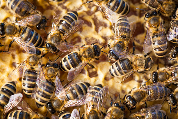 makro zdjęcia z pszczół swarming na plaster miodu - swarm of bees zdjęcia i obrazy z banku zdjęć