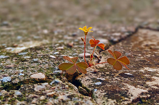 istock yellow flower and concrete 498426144