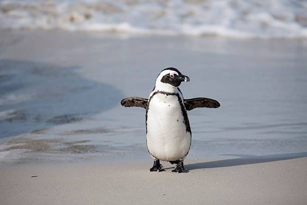 pinguim-áfrica do sul - cape town jackass penguin africa animal imagens e fotografias de stock