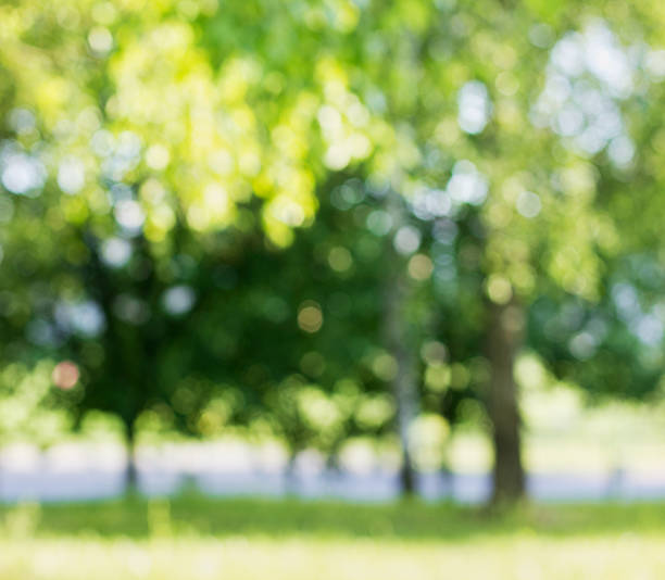 istock summer birch out of focus 498426649
