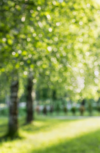 istock summer birch out of focus 498426735