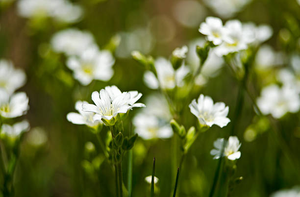 istock Group of White Chickweed Wildflowers 498427009