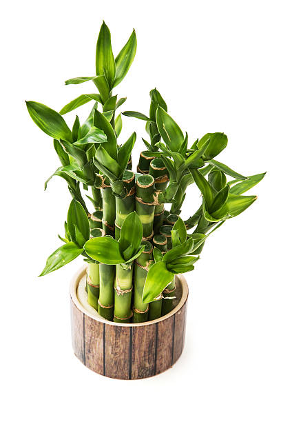 istock Isolated green lucky bamboo plant 498427038