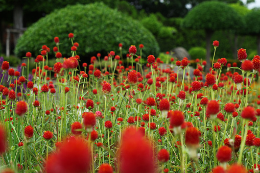 Globe amaranth, Gomphrena haageana 'Strawberry Fields'. Bright red are the bracts,