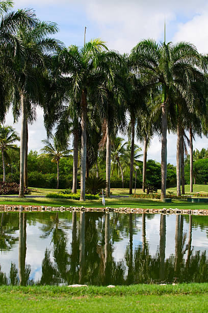 istock green field, pound with palm trees 498427629