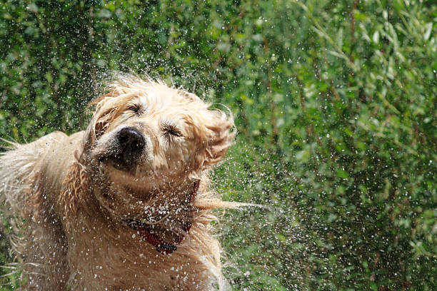 istock Golden Retriever shaking off water 498428103