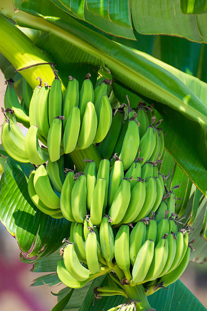 bananas verde em uma árvore - aggriculture - fotografias e filmes do acervo