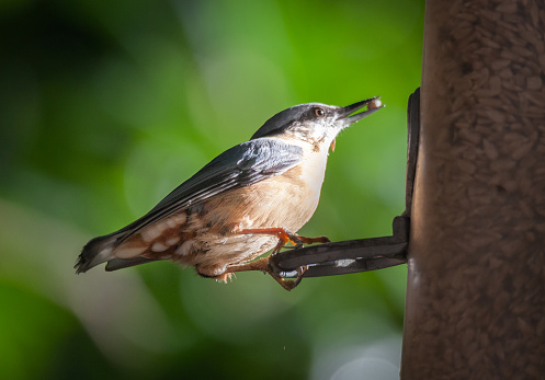 Nut hatch at bird feeder