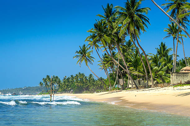 istock Tropical beach in Sri Lanka 498430806