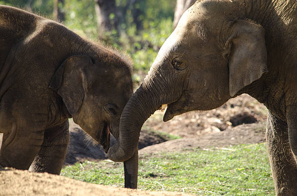 istock elephant live in village with people in nepal 498432804