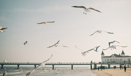 A flock of seagulls with a pier at the baltic sea