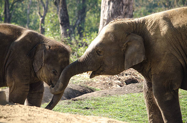 istock elephant live in village with people in nepal 498434830