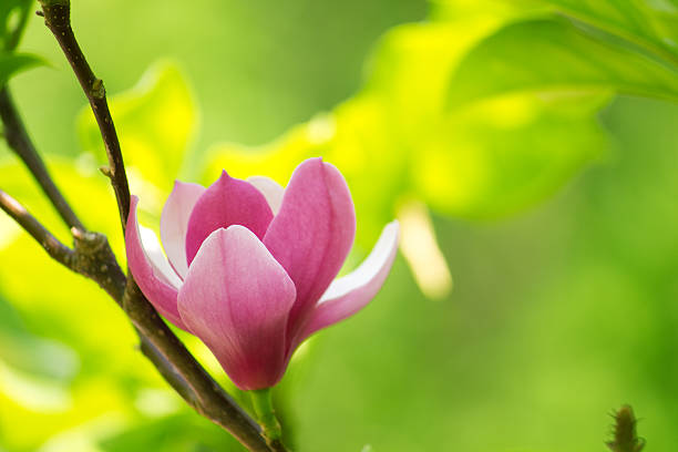 magnolia - sunlight flower magnolia flower head photos et images de collection