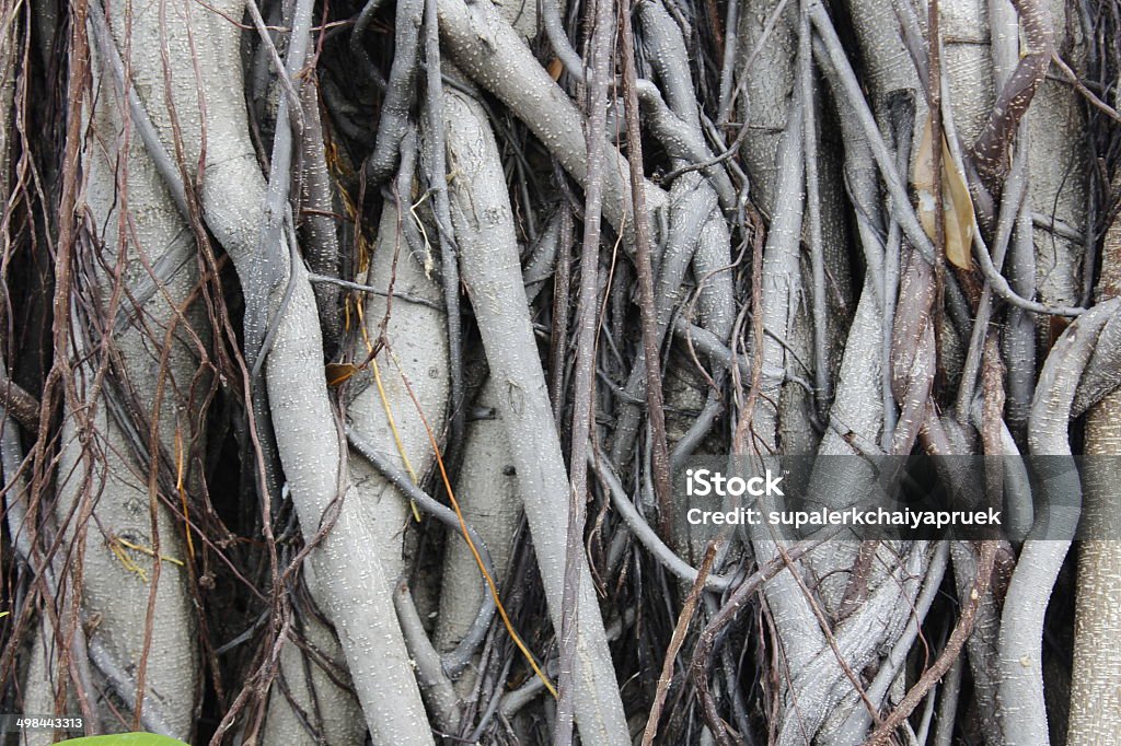 root of the tree roots Agricultural Field Stock Photo