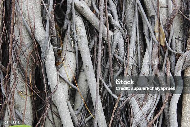 Root Of The Tree Stock Photo - Download Image Now - Agricultural Field, Beauty, Branch - Plant Part