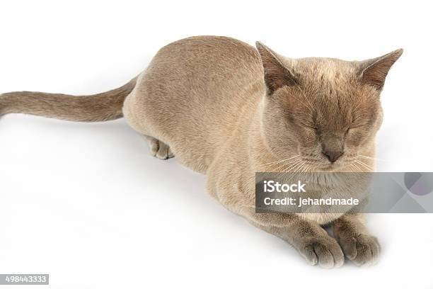 Foto de Red Gato Birmanês Corpo Todo Fundo Branco Olhos Fechados e mais fotos de stock de Amarelo