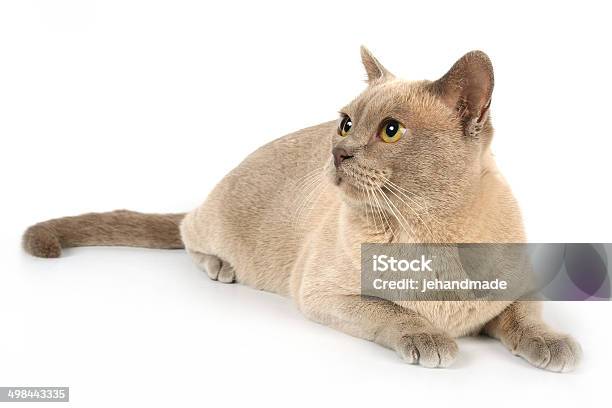 Vermelho Gato Birmanês Corpo Todo Fundo Branco A Olhar Para A Esquerda - Fotografias de stock e mais imagens de Amarelo