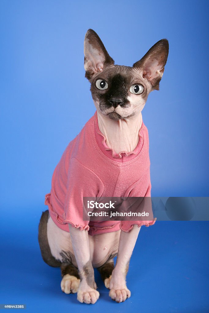 Canadian sphynx, cuerpo entero, sin vello cat en rosa cardigan - Foto de stock de Gato sin pelo libre de derechos