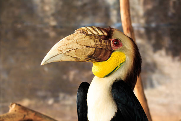 istock Close Up of Great Hornbill in Forrest. 498443693