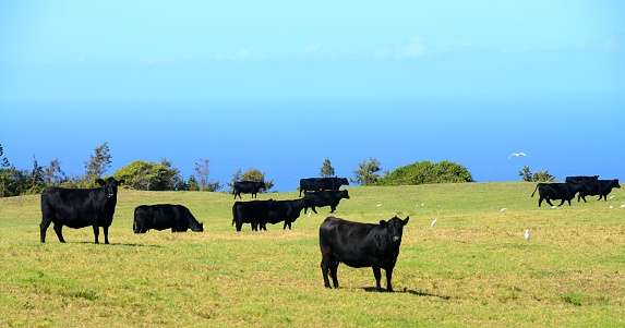 Hawaiian Cattle Ranch