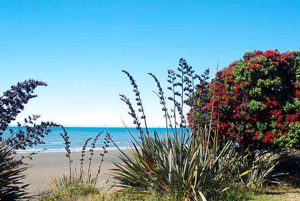 New Zealand Flax & Pohutukawa Seascape The New Zealand Pohutukawa Tree in bloom on a summer's day with New Zealand Flax. In the background is the Pohara seascape, in Golden Bay, New Zealand. nelson landscape beach sand stock pictures, royalty-free photos & images