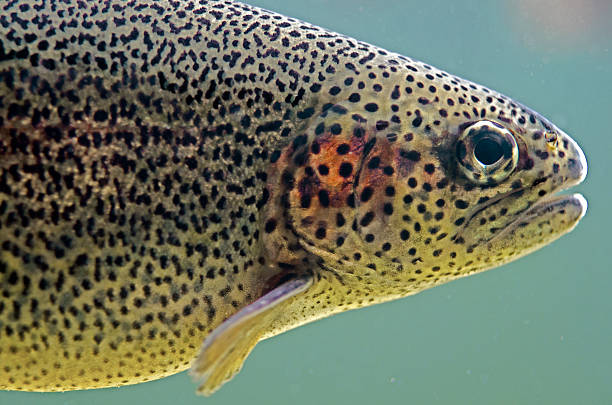 Close up of rainbow trout, Oncorhynchus mykiss, in a fish hatchery. Rainbow trout are bred as a sport fish in the US.