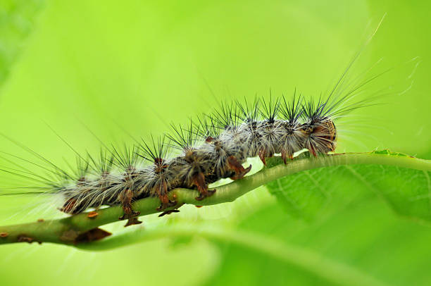 istock Caterpillar of cherry tree leaves 498446107