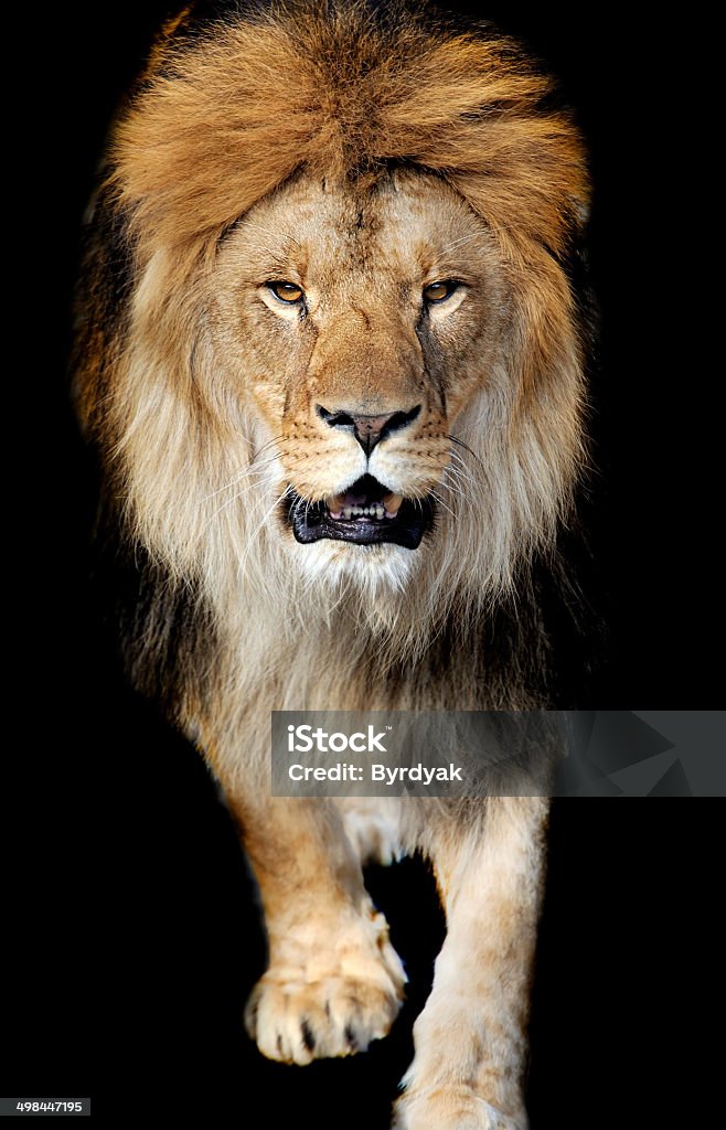 Lion portrait Lion portrait on black background Lion - Feline Stock Photo