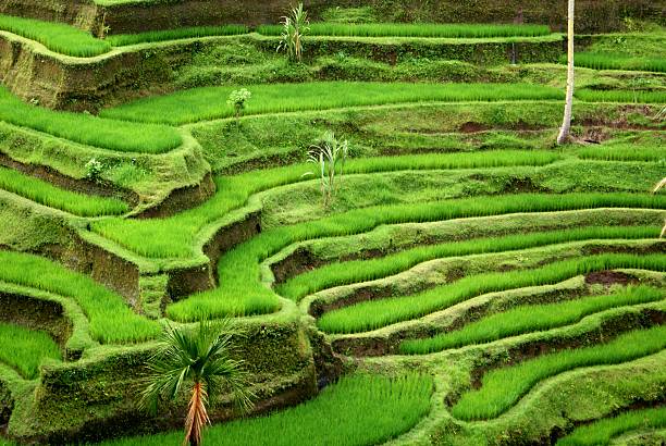 campos de arroz e terrace, bali, indonésia - reisanbau imagens e fotografias de stock