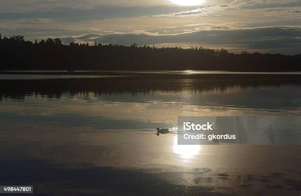 Duck Floating On The Lake Stock Photo - Download Image Now - Animal, Bird, Cloud - Sky