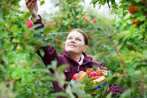 istock Young woman picking red apples in an orchard 498447857