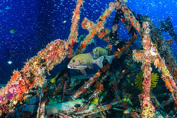 Sweetlips and glassfish on a shipwreck Sweetlips and thousands of small glassfish around a coral covered underwater structure labroides dimidiatus stock pictures, royalty-free photos & images