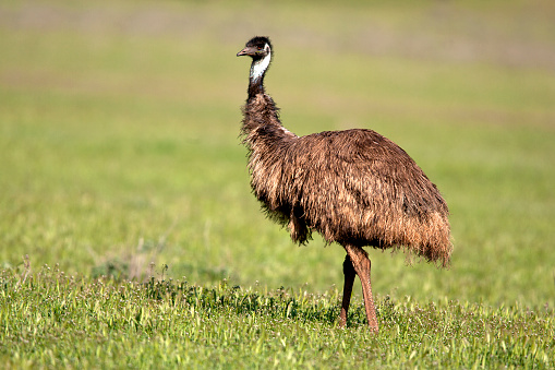 Emus are covered in primitive feathers that are dusky brown to grey-brown with black tips. The Emu's neck is bluish black and mostly free of feathers.