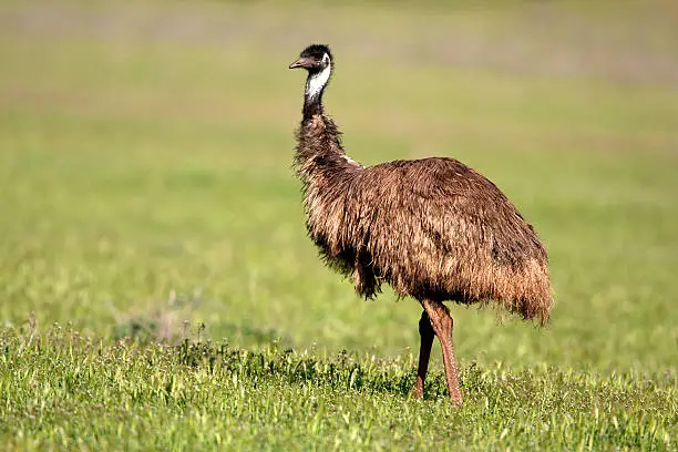 Photo of Emu in Australia
